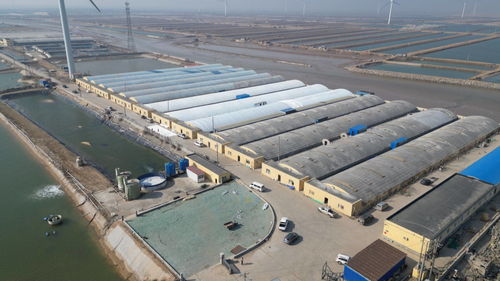 科技賦能，綠色轉型 東營市河口區以工廠化養殖與礦山技術走出鄉村振興新步伐